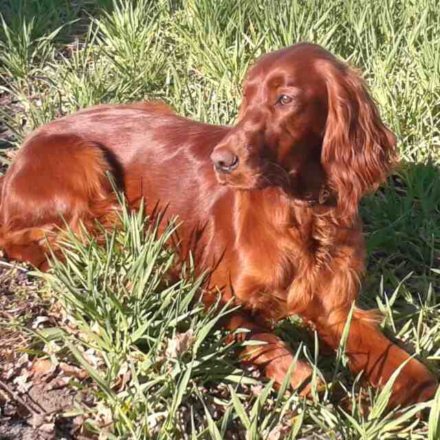 Ebony Irish Setter Classic Look Irish setter dogs, Irish setter, Irish dog